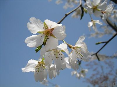 马年樱花季第一波下周到来 上海植物园早樱赶早来闹春