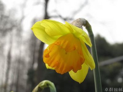 最美赏花季花期全攻略——上海植物园发布2014春季赏花全攻略